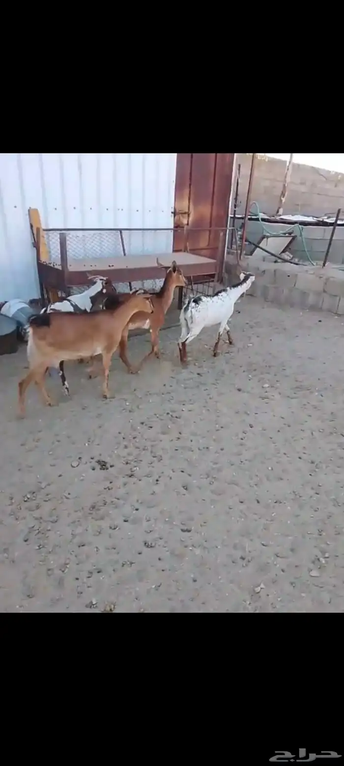 لللبيع 20معزا حص دهم وبقش وبيض معزا مراح واحد 3