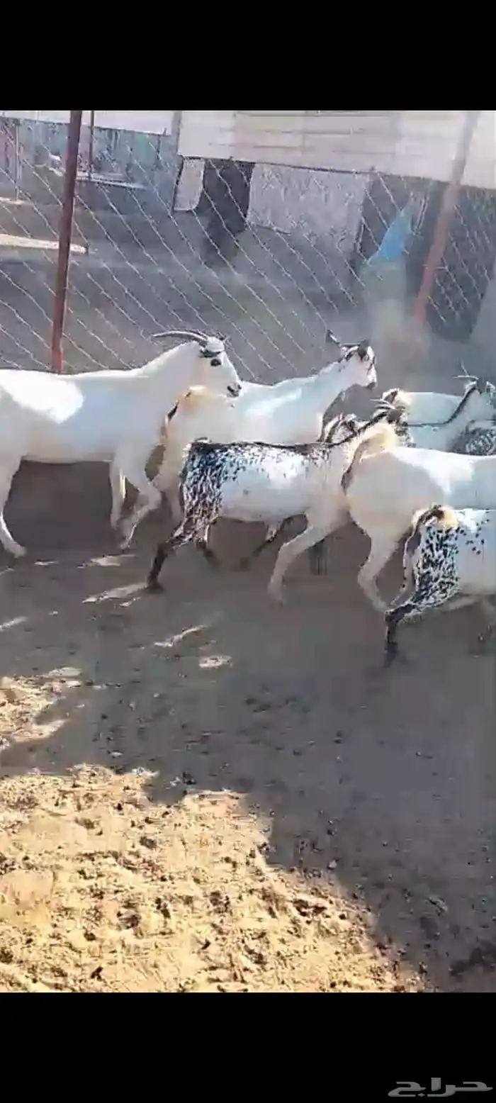 لللبيع 20معزا حص دهم وبقش وبيض معزا مراح واحد 8