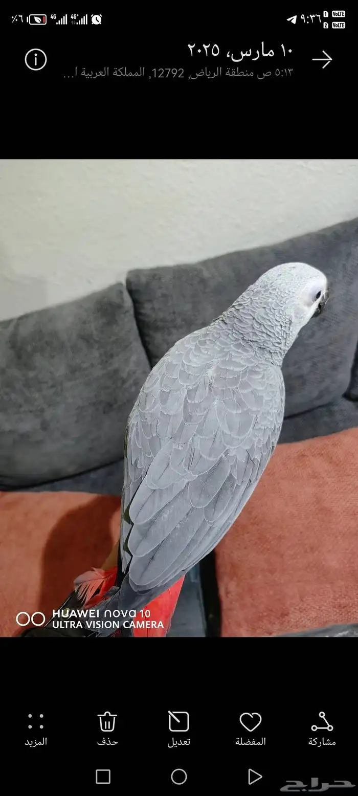 كاسكو للبيع 3