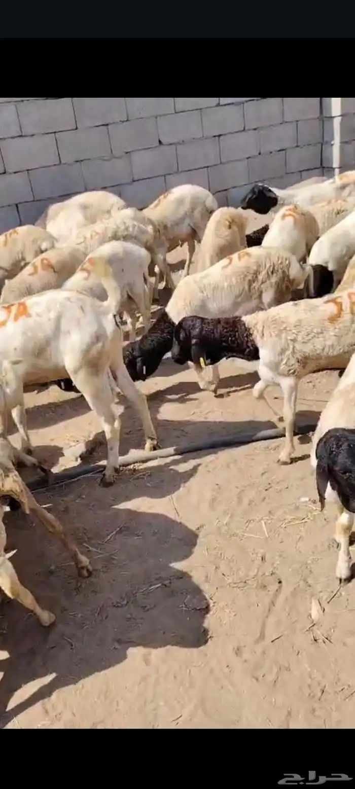 متوفر دفعة جديدة من البرابر والتيوس بأسعار وجودة ممتازة 3