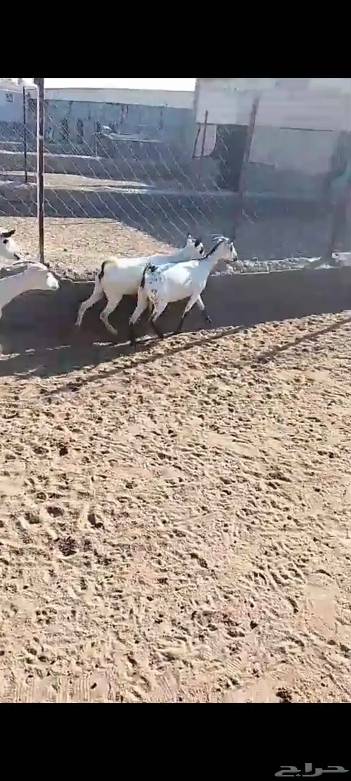 لللبيع 20معزا حص دهم وبقش وبيض معزا مراح واحد 14