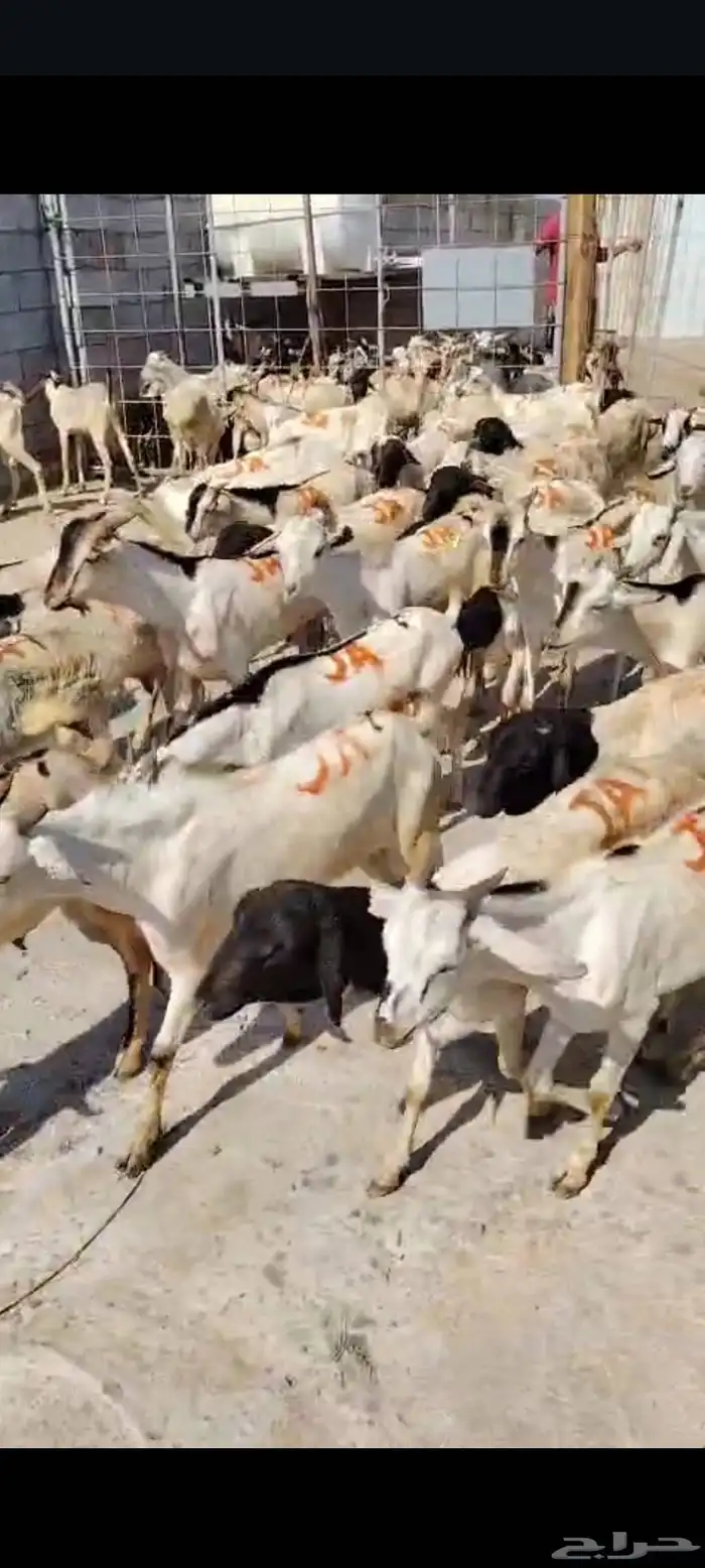 متوفر دفعة جديدة من البرابر والتيوس بأسعار وجودة ممتازة 2