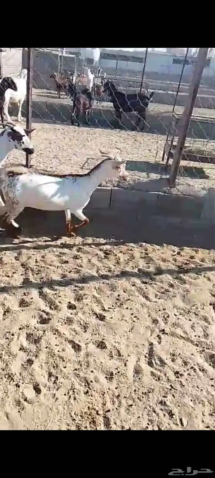 لللبيع 20معزا حص دهم وبقش وبيض معزا مراح واحد 16