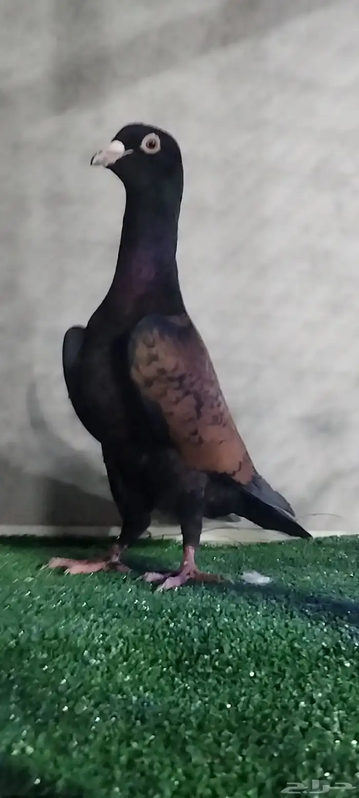 حمام شامي قرنفلي وريحاني 0