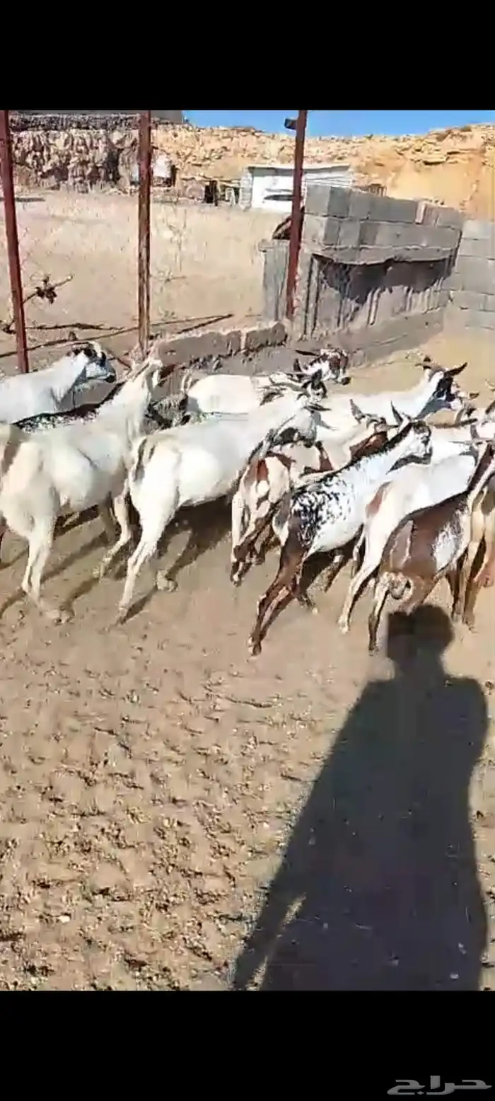 لللبيع 20معزا حص دهم وبقش وبيض معزا مراح واحد 6