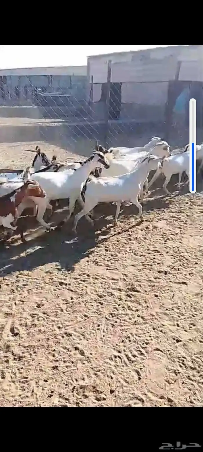 لللبيع 20معزا حص دهم وبقش وبيض معزا مراح واحد 4