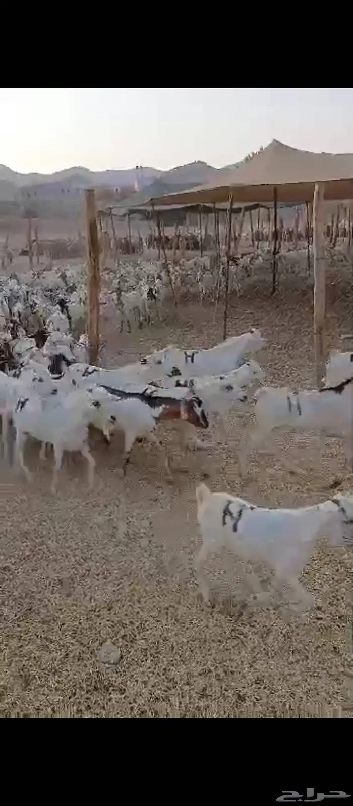 تيوس مستورد 2