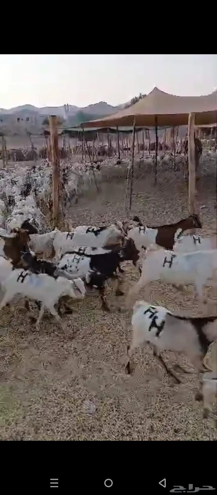 تيوس مستورد 3