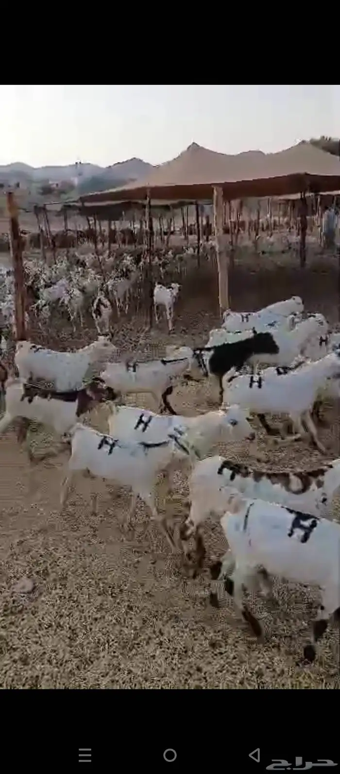 تيوس مستورد 5