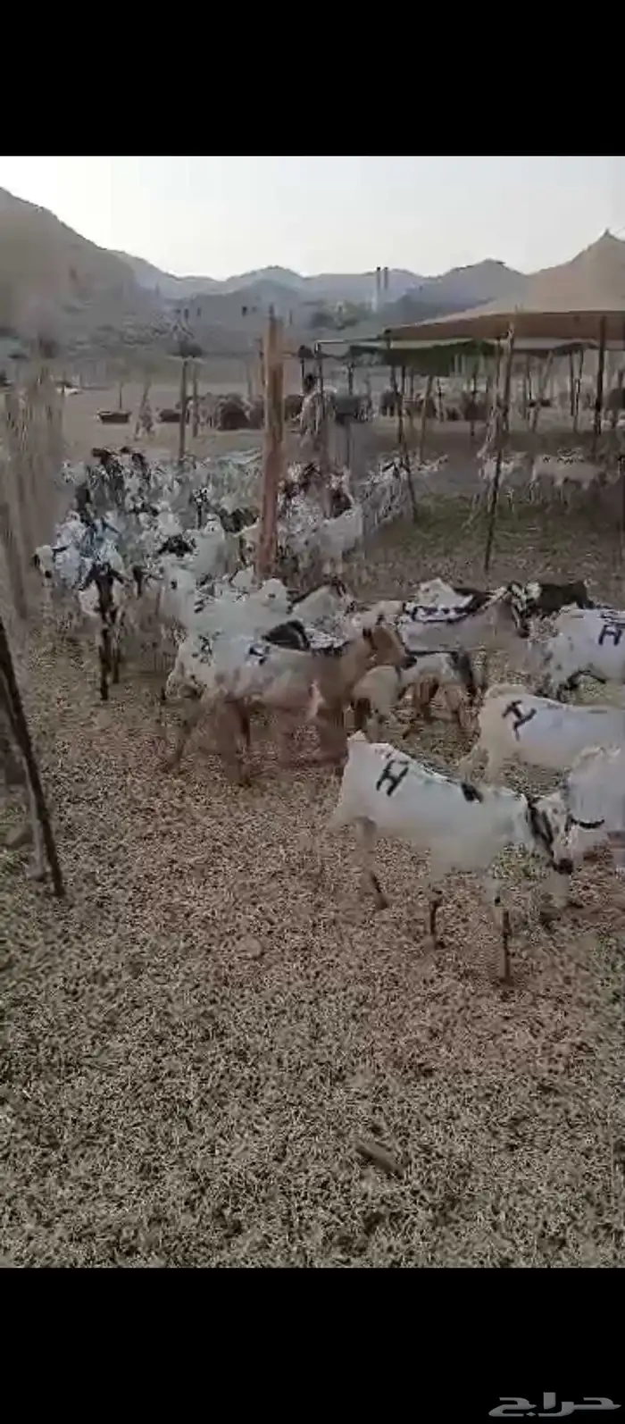 تيوس مستورد 6