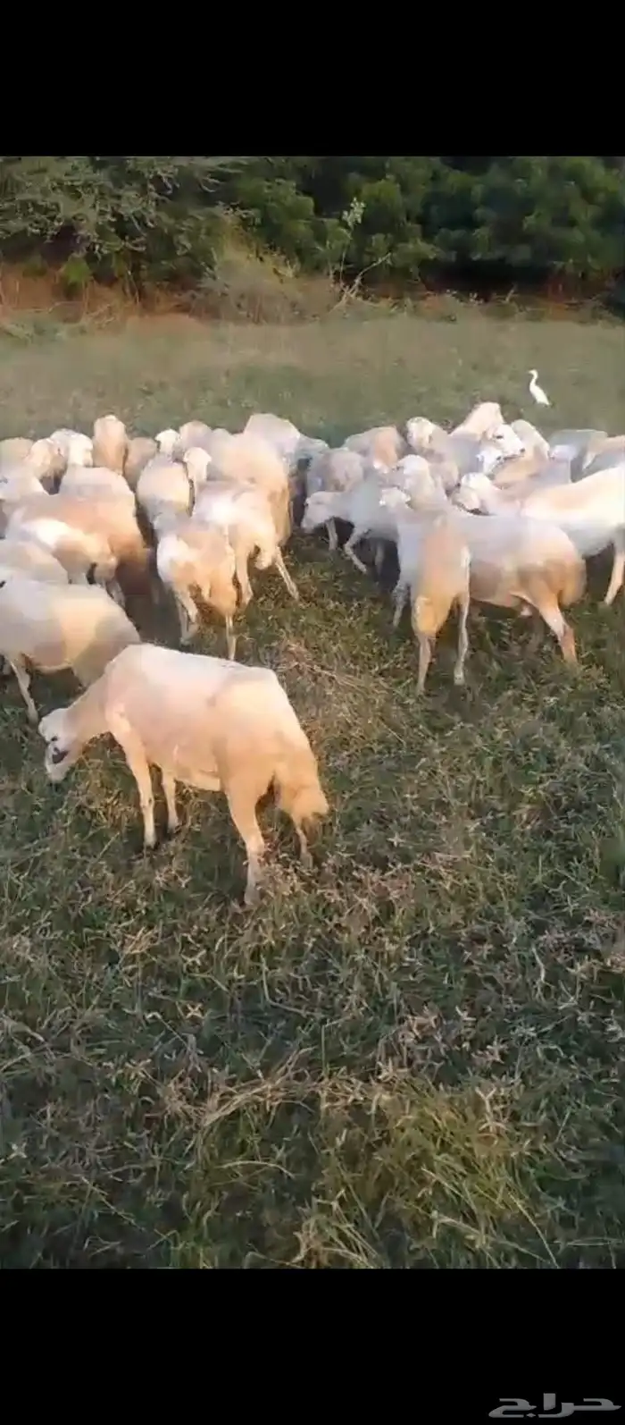 ضان رفيدي بلدي مقاني دفيع العدد 50 سن جدا ثني ربع 2