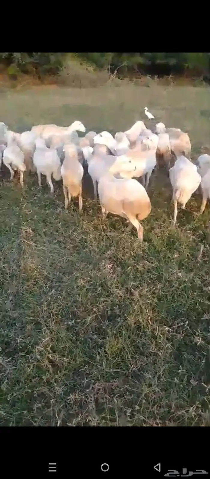 ضان رفيدي بلدي مقاني دفيع العدد 50 سن جدا ثني ربع 1