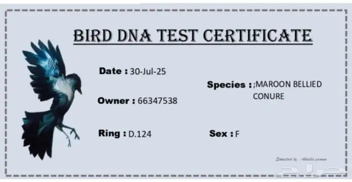 جوز كنيور محلل بشهاداته 5