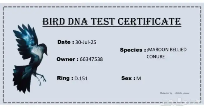 جوز كنيور محلل بشهاداته 4