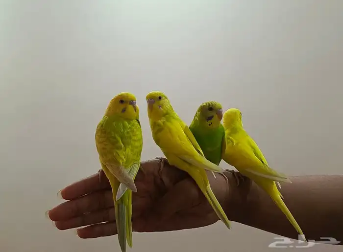 ببغاء البادجي 3