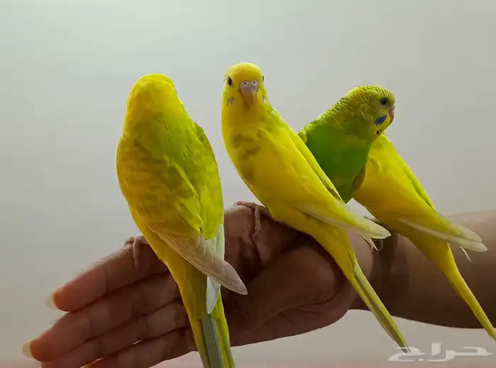 ببغاء البادجي 4