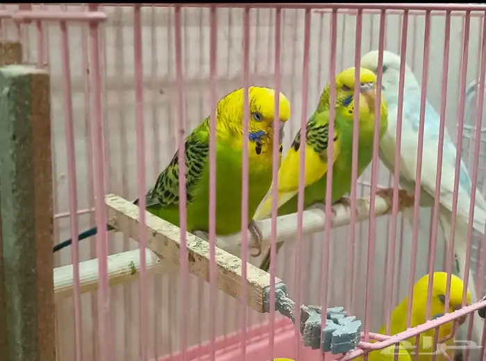 ببغاء البادجي 2