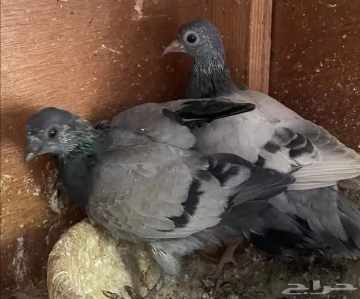 جوز فينا معه فرخين تم اللبيع تم اللبيع تم اللبيع تم اللبيع 3