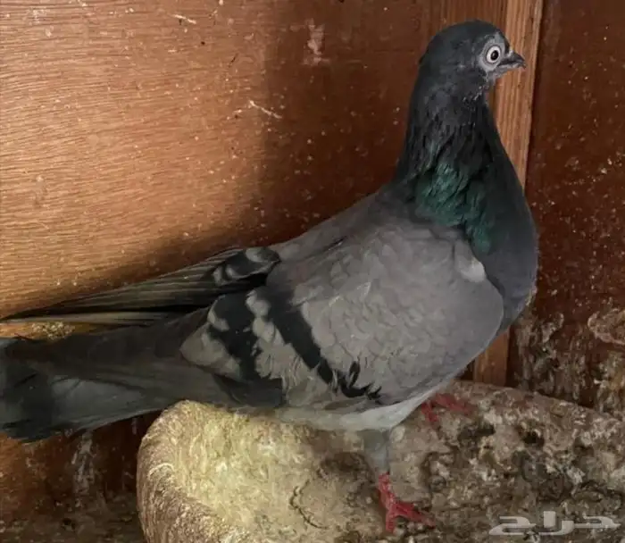 جوز فينا معه فرخين تم اللبيع تم اللبيع تم اللبيع تم اللبيع 4