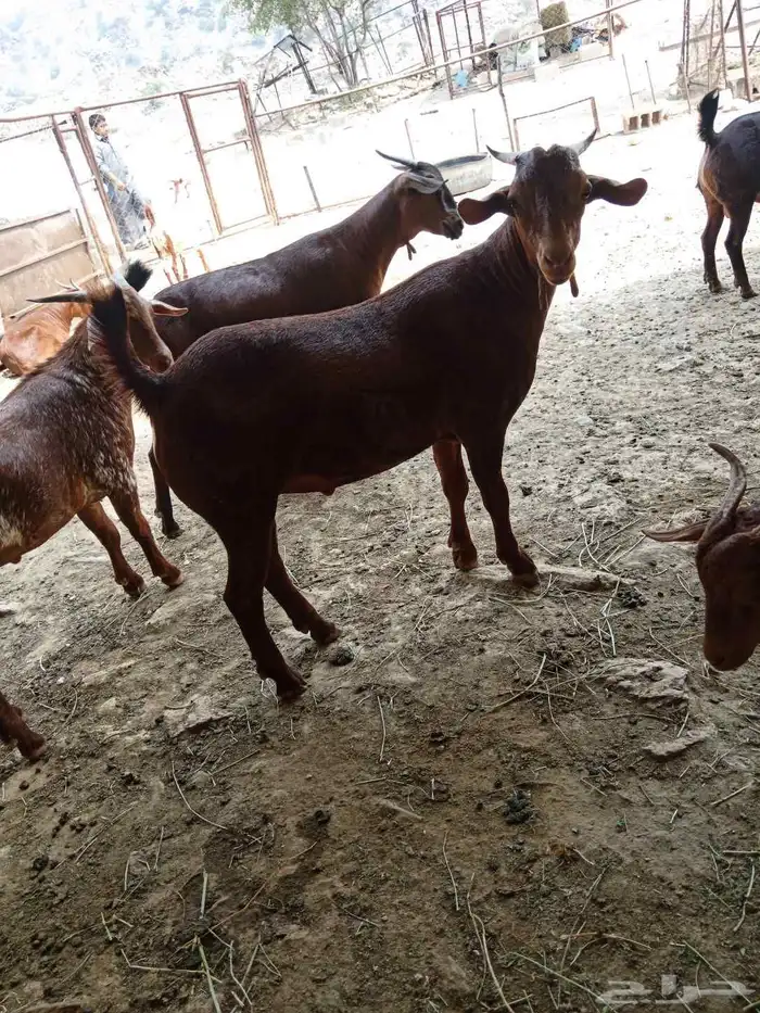 تيوس بلدي للبيع 4