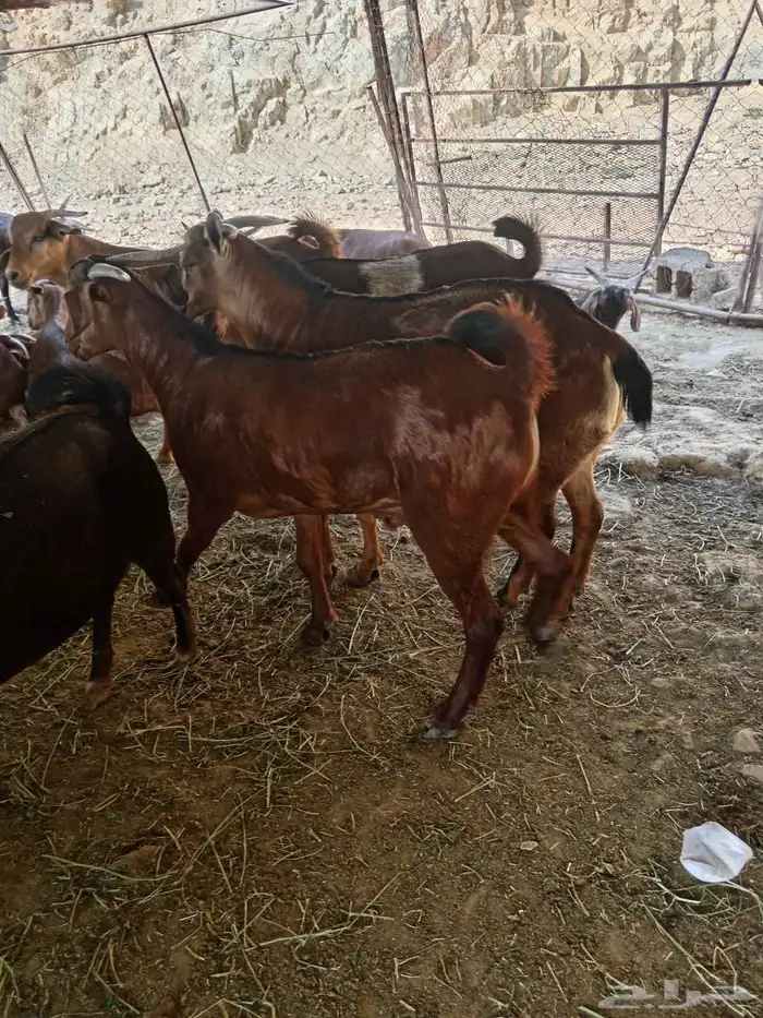 تيوس بلدي للبيع 1