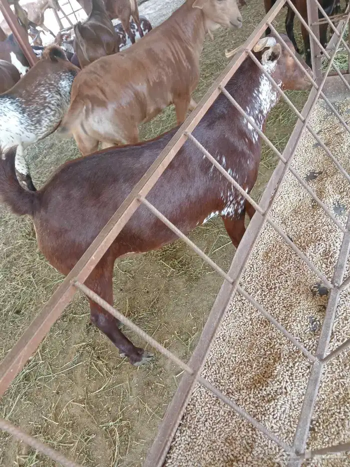 تيوس بلدي للبيع 3