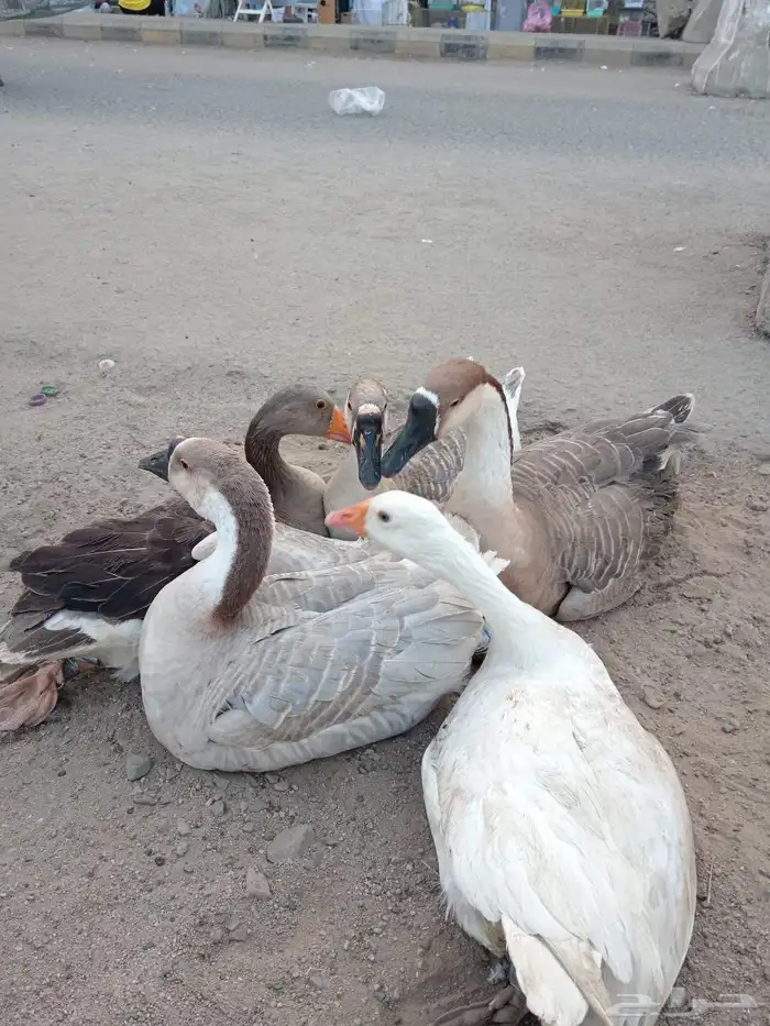 وز عزاقي وبلدي 1