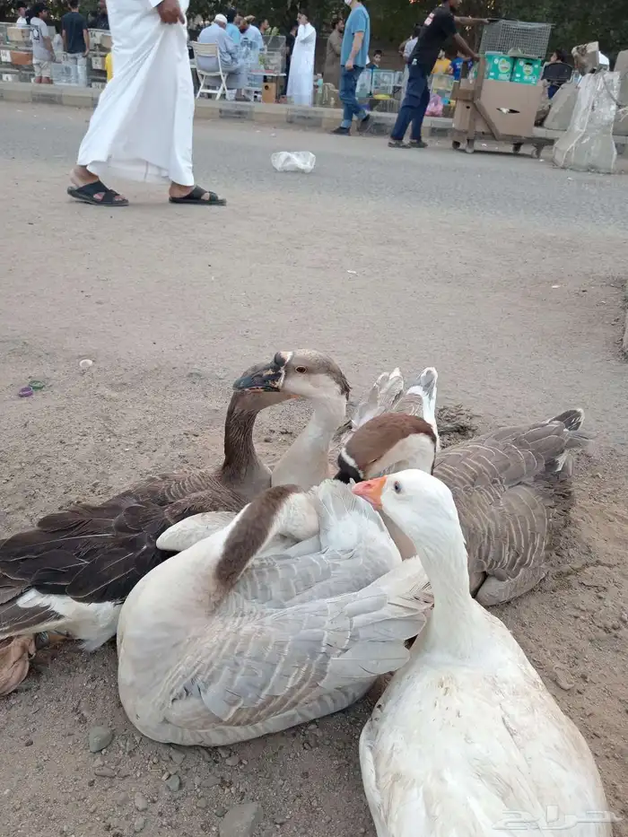 وز عزاقي وبلدي 0