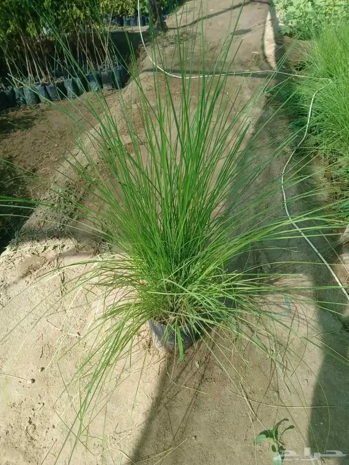 حلفاء و بانسيتام احمر و اخضر 3