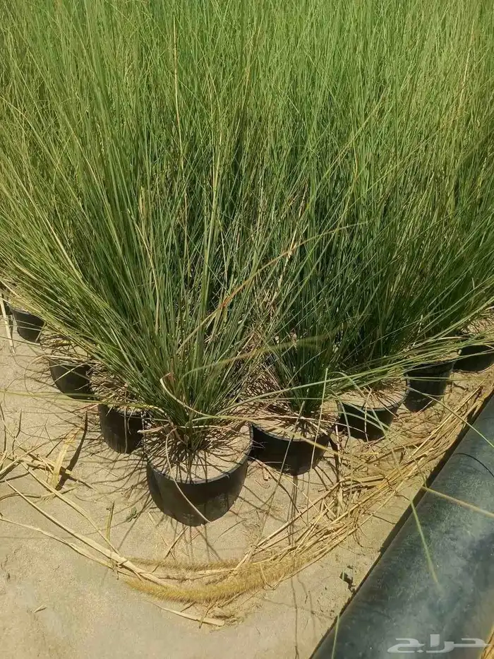 حلفاء و بانسيتام احمر و اخضر 1