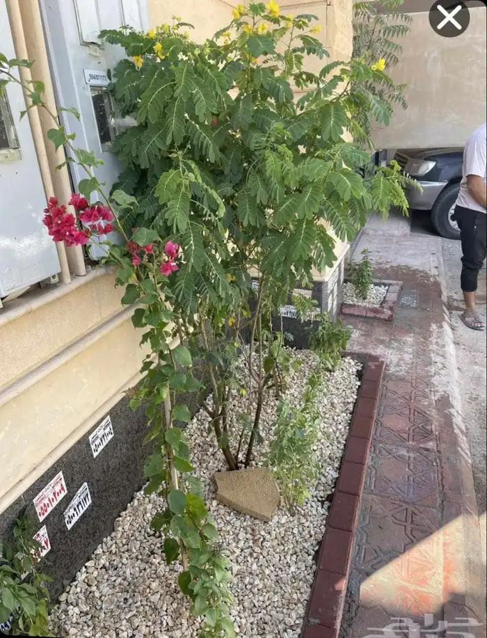 مشتل بيع الزهور والشتلات الزراعيه بجميع انواعها مع الصيانه ا 6