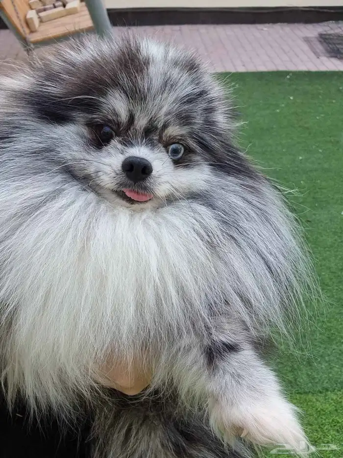 فحل بومرينين بلو ميرل مستزى جدا ممتاز 0