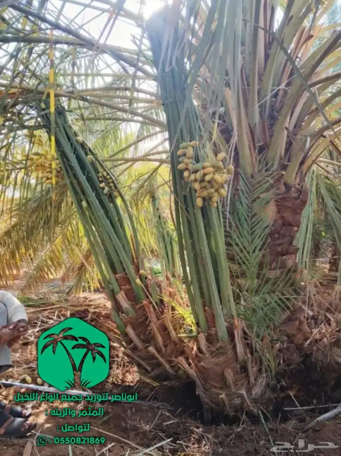 يوجد لدينا جميع انواع النخيل المثمر والزينه 4