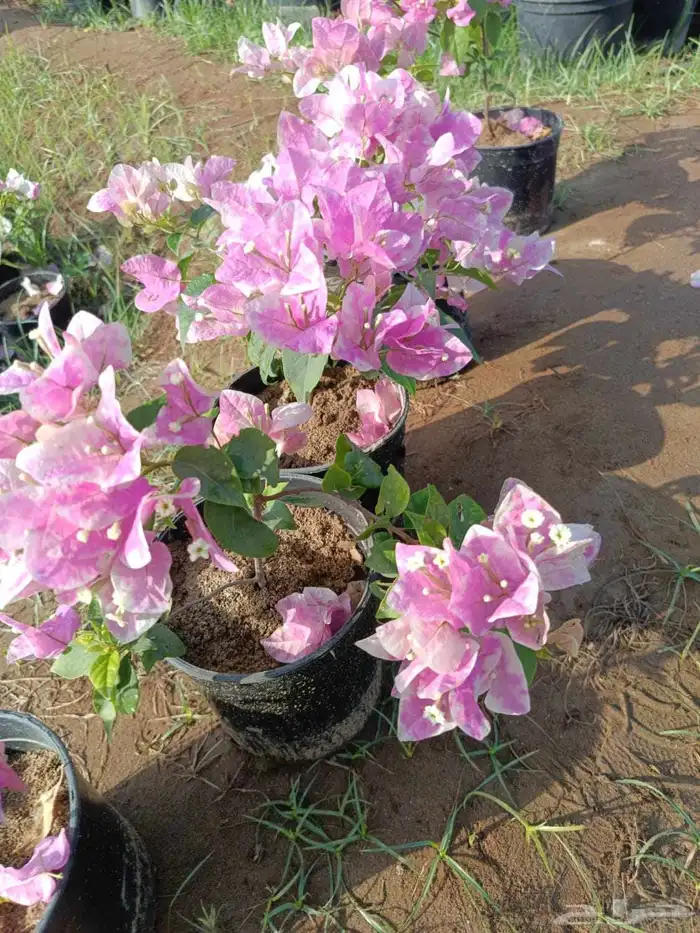 جميع انواع والوان الجهنمية متوفرة لدى حدائق جنة البدر للجملة 4