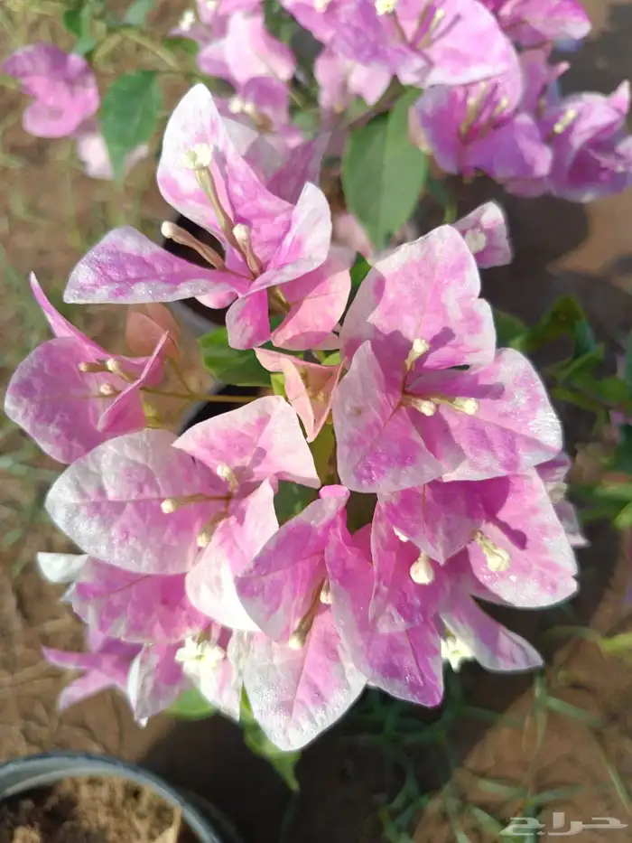 جميع انواع والوان الجهنمية متوفرة لدى حدائق جنة البدر للجملة 5