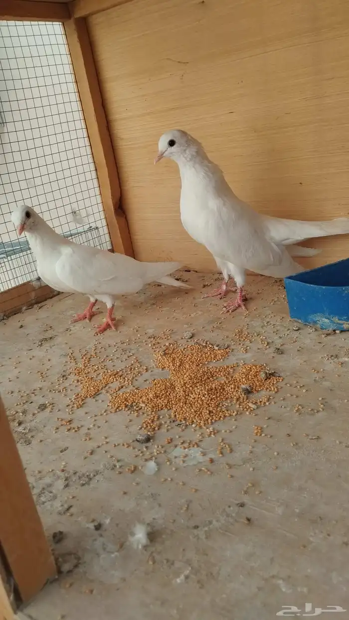 حبتين صنعاوي 1