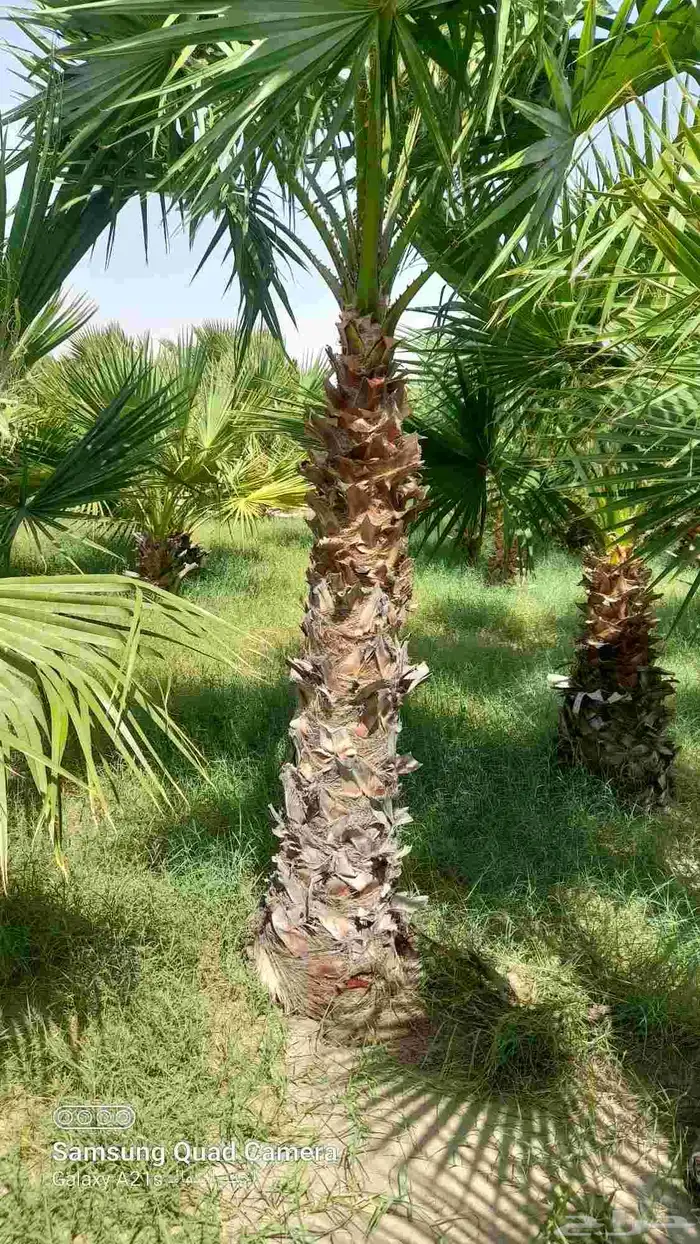 مزرعة الياسمين 3