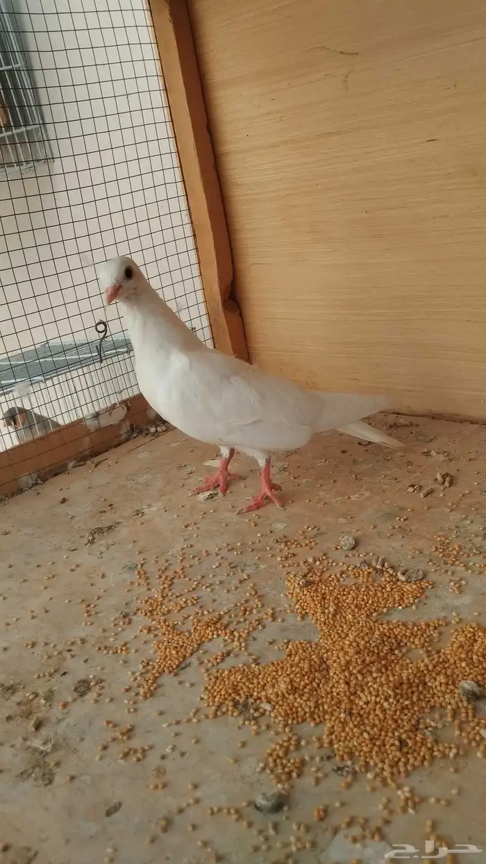 حبتين صنعاوي 2