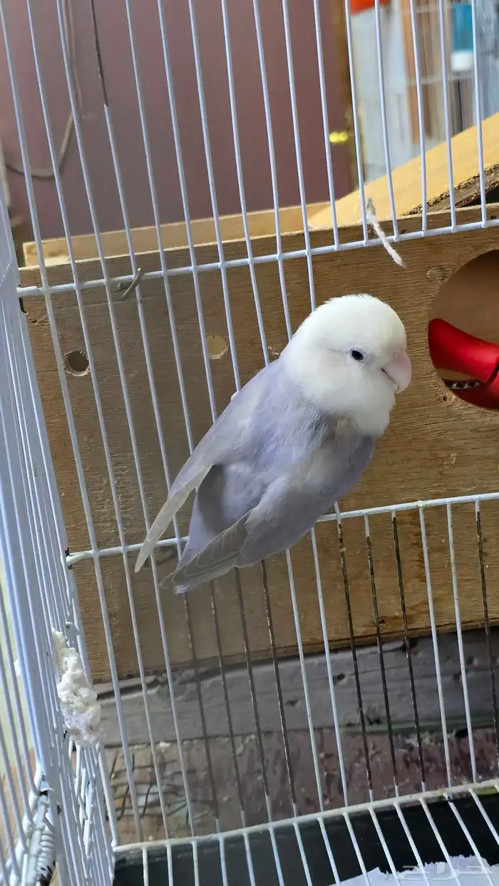 جوز روز للبيع 2