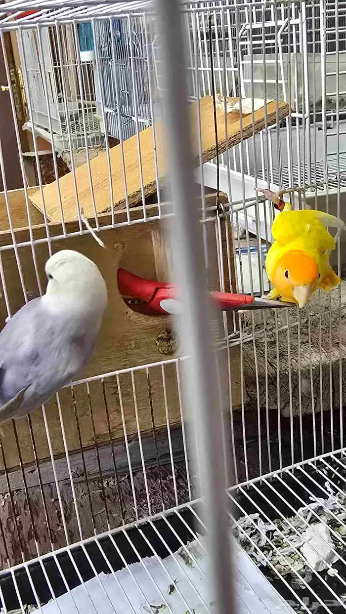 جوز روز للبيع 1