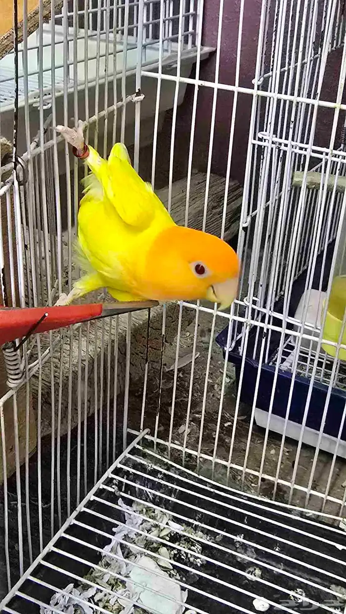 جوز روز للبيع 0