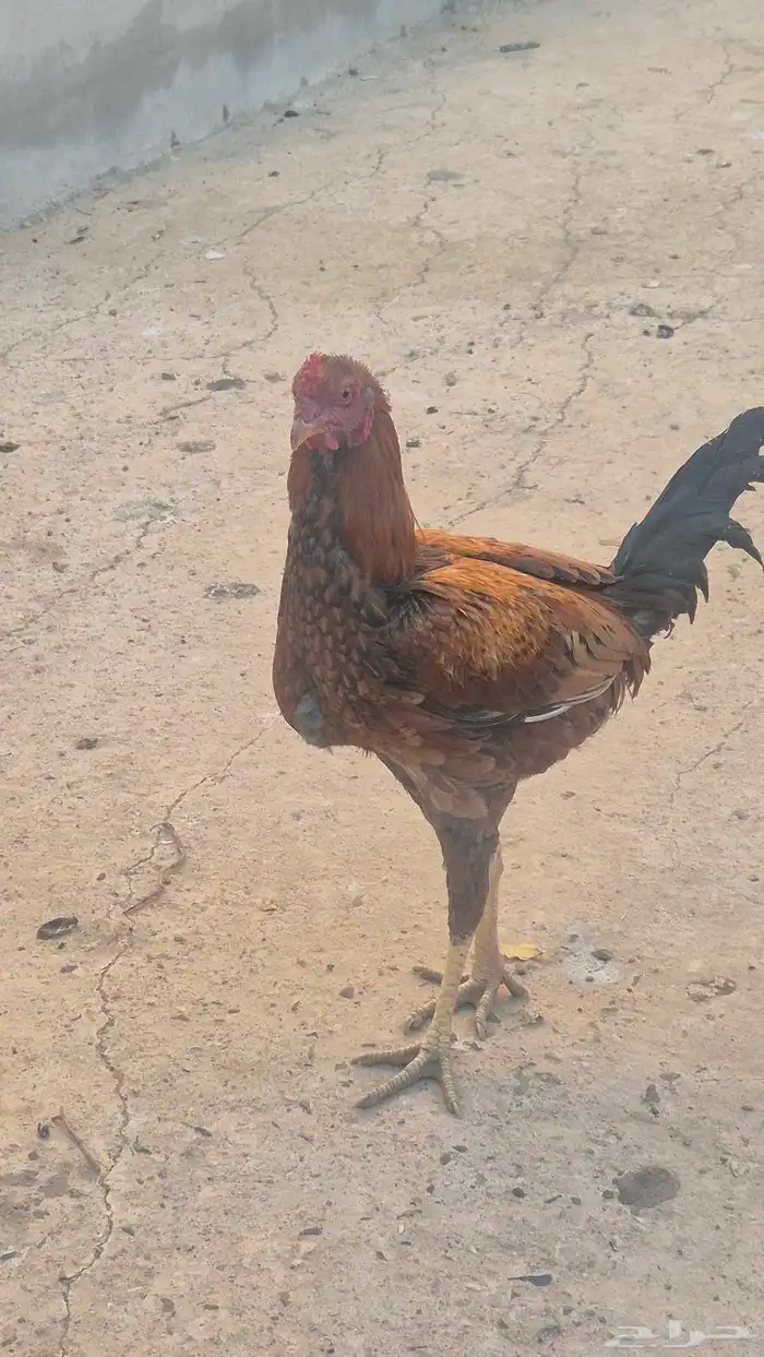 ديك باكستاني 1