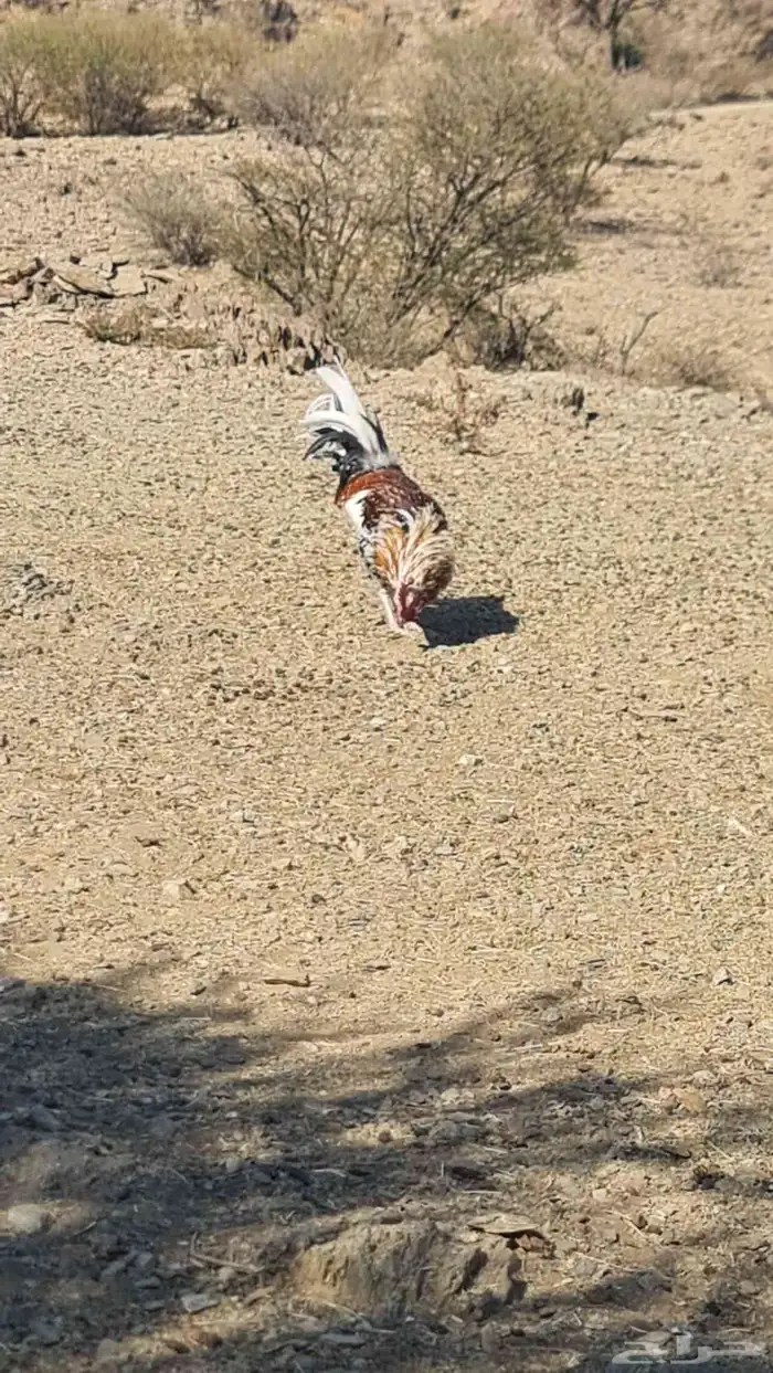 ديك علبه الوان ماشاء الله 1