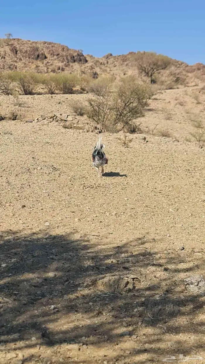 ديك علبه الوان ماشاء الله 2