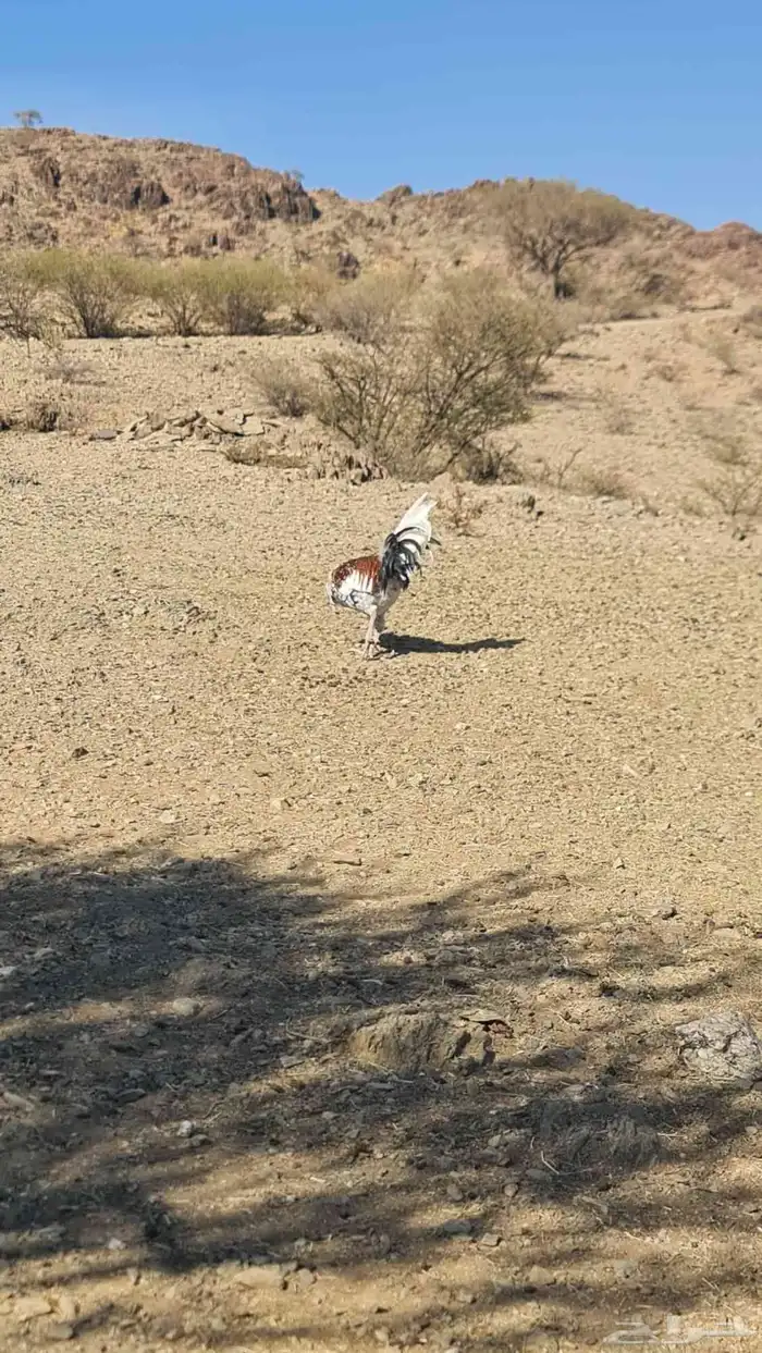 ديك علبه الوان ماشاء الله 3