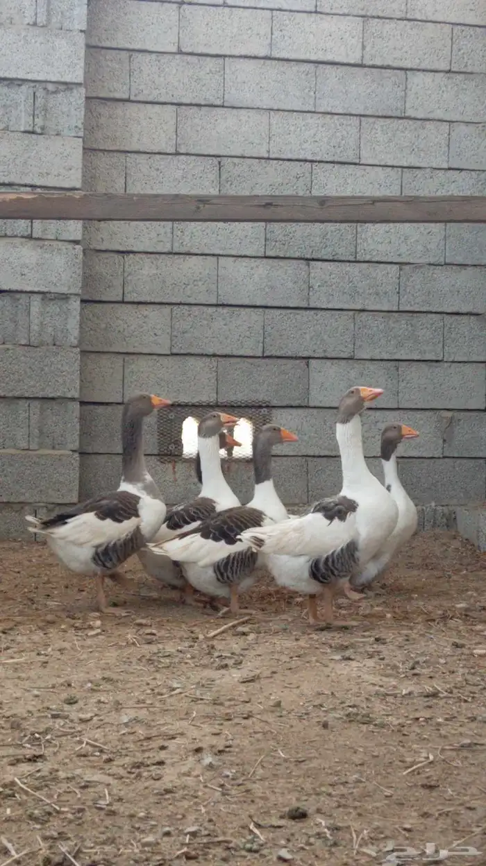 وز بلدي للبيع 5