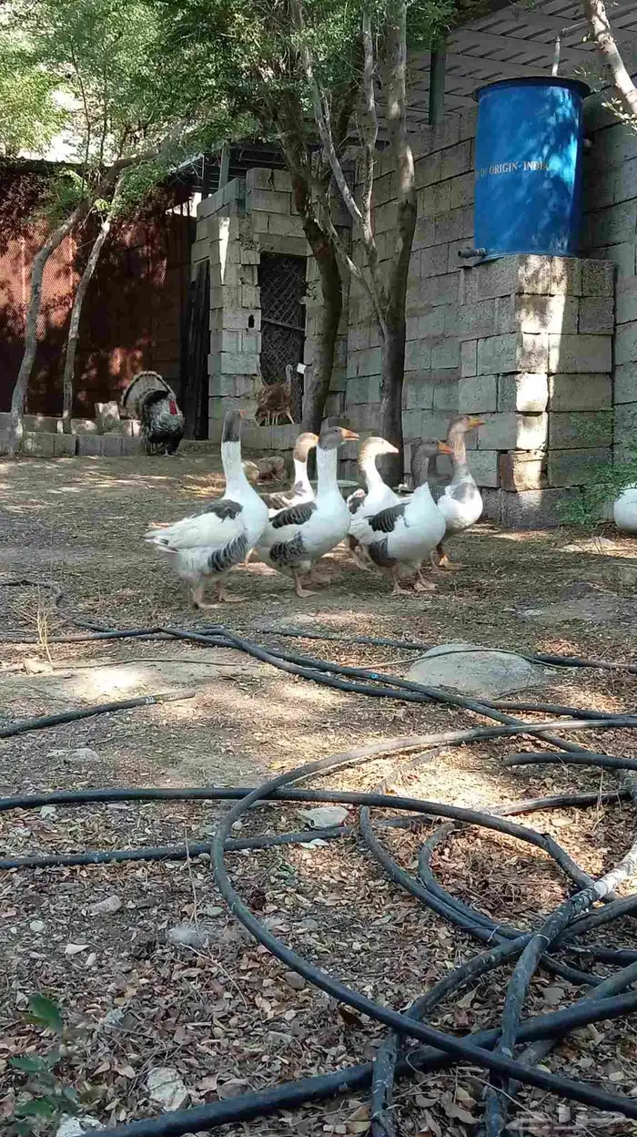 وز بلدي للبيع 0