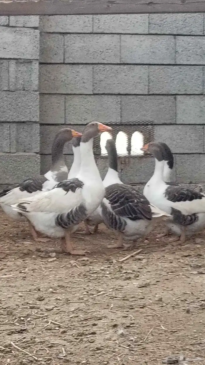 وز بلدي للبيع 8