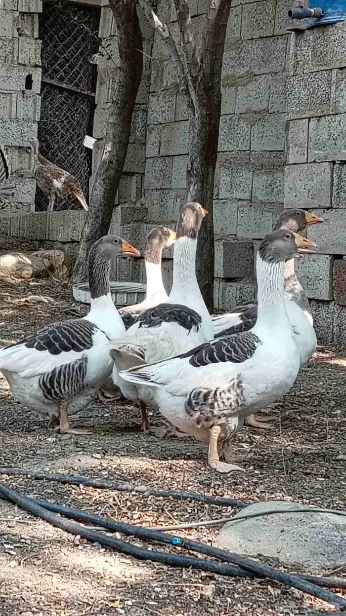 وز بلدي للبيع 3