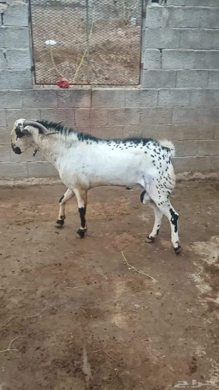 فحل بيشي امرخ 1